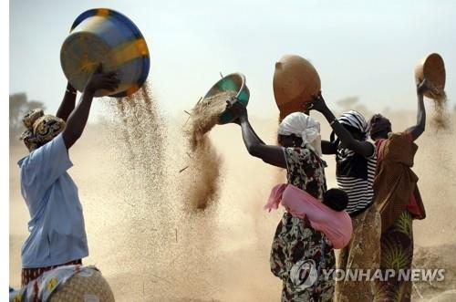 Mali women milling wheat