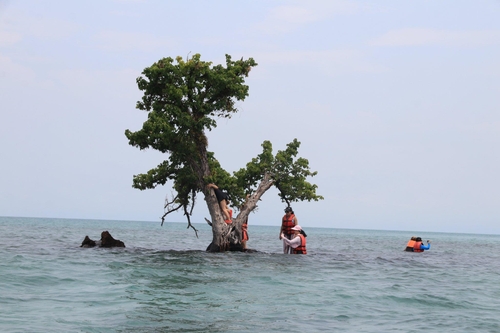 달랑 나무 한그루 태국 '초미니' 섬…몰리는 관광객들에 위기