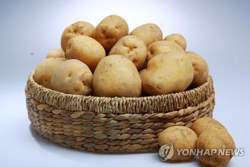 제철 농산물 감자