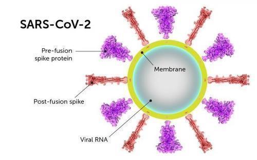 신종 코로나바이러스의 스파이크 단백질
