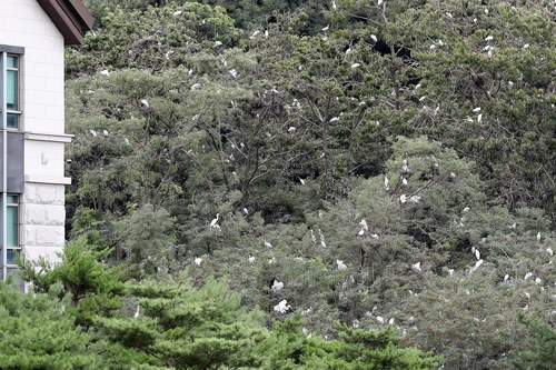경주 동국대 와이즈캠퍼스 주변 야산에 자리 잡은 백로떼