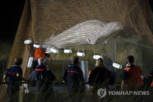 프랑스 센강에서 끌어올린 벨루가