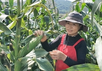 코이카, 영월 주천 대표 농산물 찰옥수수 판매