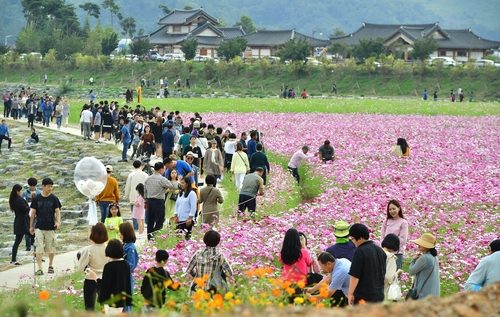 장성 황룡강 가을꽃축제 3년 만에 개막…내달 8∼16일