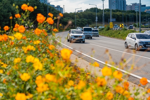 코스모스가 심어진 서울 동부간선도로 계절 꽃길
