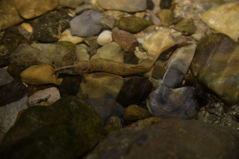 금호강 하중도 인근 바위틈에 숨어 있는 멸종위기 어류 얼룩새코미꾸리