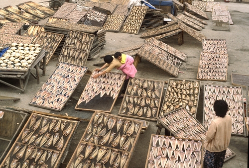 한 어촌 마을에서 아기를 업은 어머니가 생선을 말리고 있다. 1982년 [연합뉴스 자료사진] 