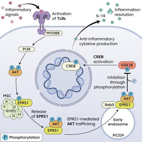EPRS1 단백질의 염증 완화 면역 항상성 복구 작용 구조