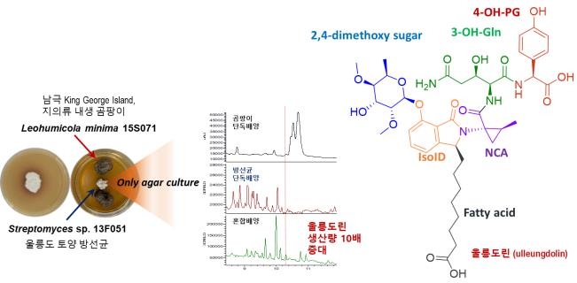 울릉도 방선균과 남극 곰팡이 혼합배양해 뽑아낸 울릉도린