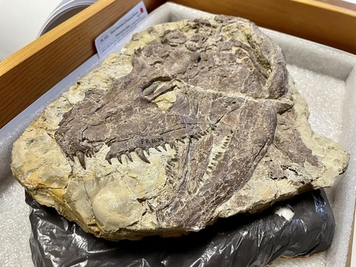 날카로운 이빨이 생생하게 보존된 와트키리아 두개골 화석 
