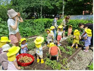 모아어린이집 공동체 텃밭 활동