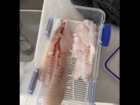 뉴질랜드서 우윳빛 살 도미들 잡혀…"왜 이러지?"