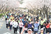 경주 벚꽃마라톤대회 4년만에 열린다…4월 1일 보문단지 일원서