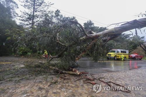 폭우와 강풍에 쓰러진 가로수