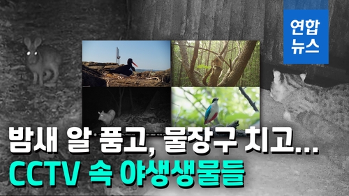 [영상] '새해인사' 멧토끼·'식빵자세' 삵…국립공원 동물영상 공개 - 2