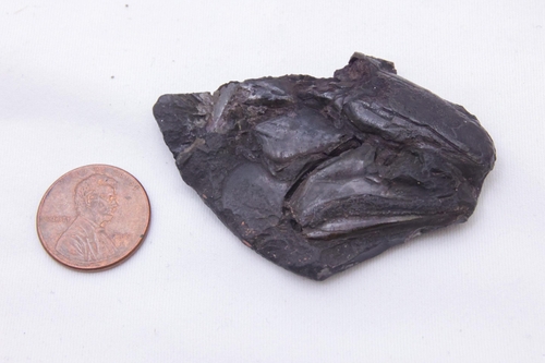 3억1천900만년 전 어류 C.와일디의 두개골 화석과 1센트 동전
