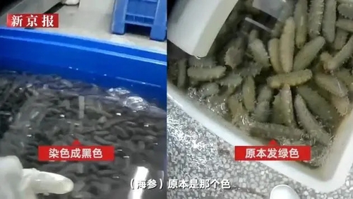 중국 수산물 가공업체 살균제로 해삼 세척