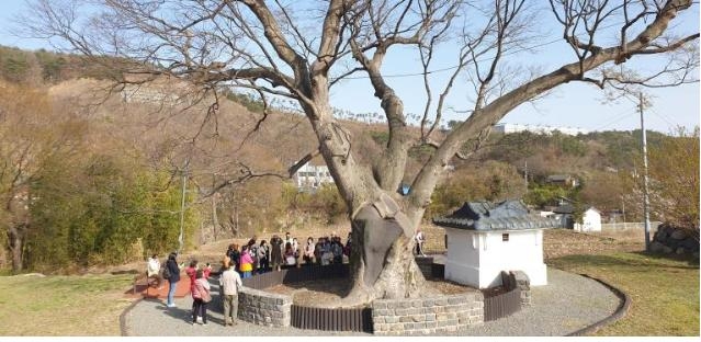 국내 최장수 느티나무 찾은 대만 단체 관광객