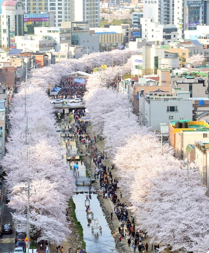 울산 궁거랑 벚꽃축제 4월 1∼2일 개최…4년 만에 재개