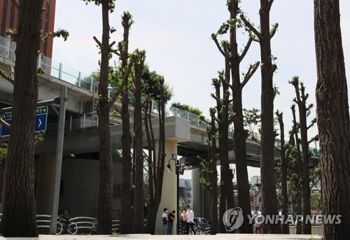 닭발 가로수