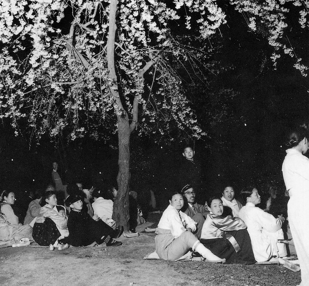 창경원에서 한복을 입은 시민들이 밤 벚꽃놀이를 즐기고 있다. 1960년 [연합뉴스 자료사진]