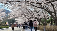 영암은 지금 분홍빛 벚꽃 세상…왕인문화축제 성황