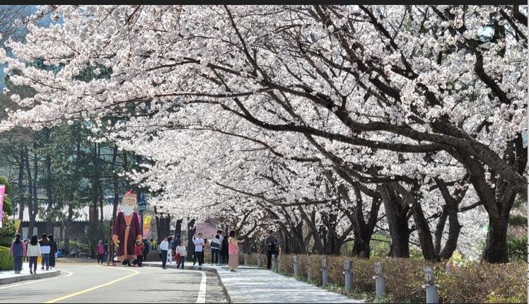 벚꽃길