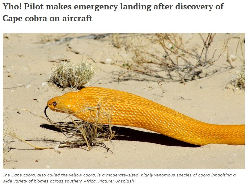 'Poisonous Cobra In The Cockpit!'... Emergency Landing Of A Light ...