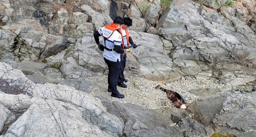 남해군 한 갯바위서 상괭이 사체 발견…포획 흔적 없어