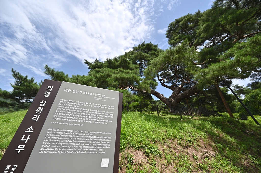 천연기념물 '의령 성황리 소나무'