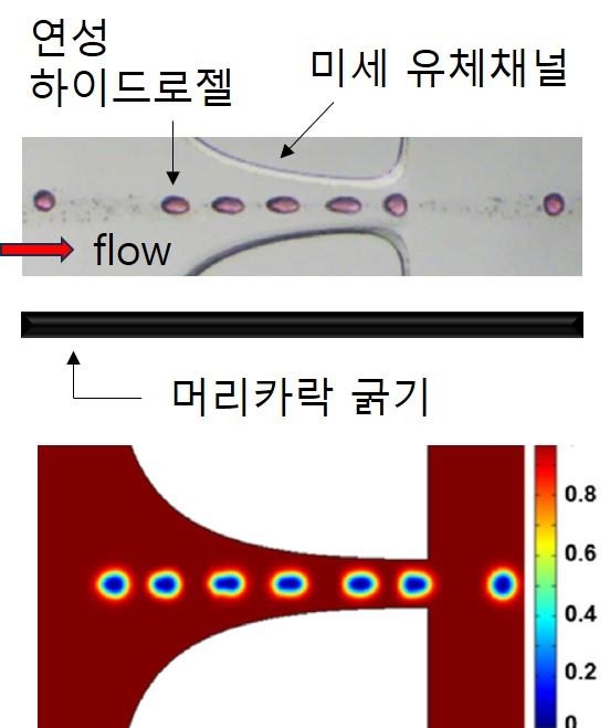 미세연성 젤 초탄성 유변학 측정 첫 성공