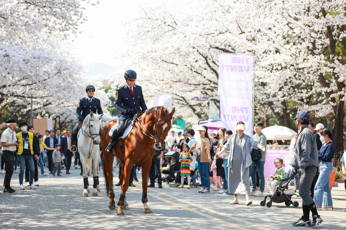 한국마사회 벚꽃 축제