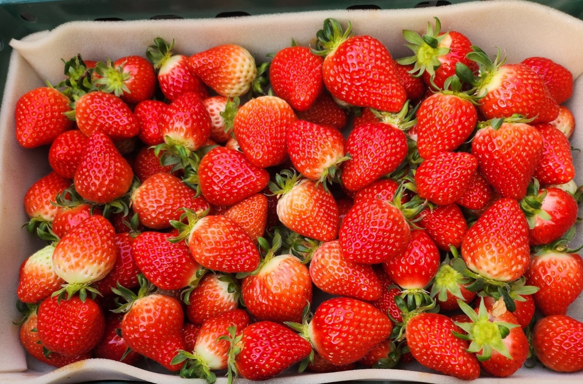 우영베리굿팜에서 갓 수확한 설향 딸기
