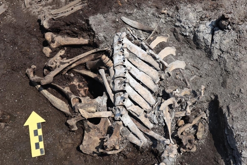 서울 종묘 인근에서 500여 년 전 묻힌 소뼈 무더기로 나와