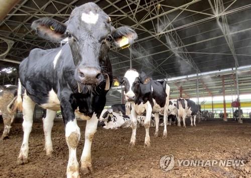 [연합뉴스 자료사진]