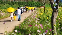 '가을 정취 만끽' 밀양 산외면 해바라기 축제 9일 개최