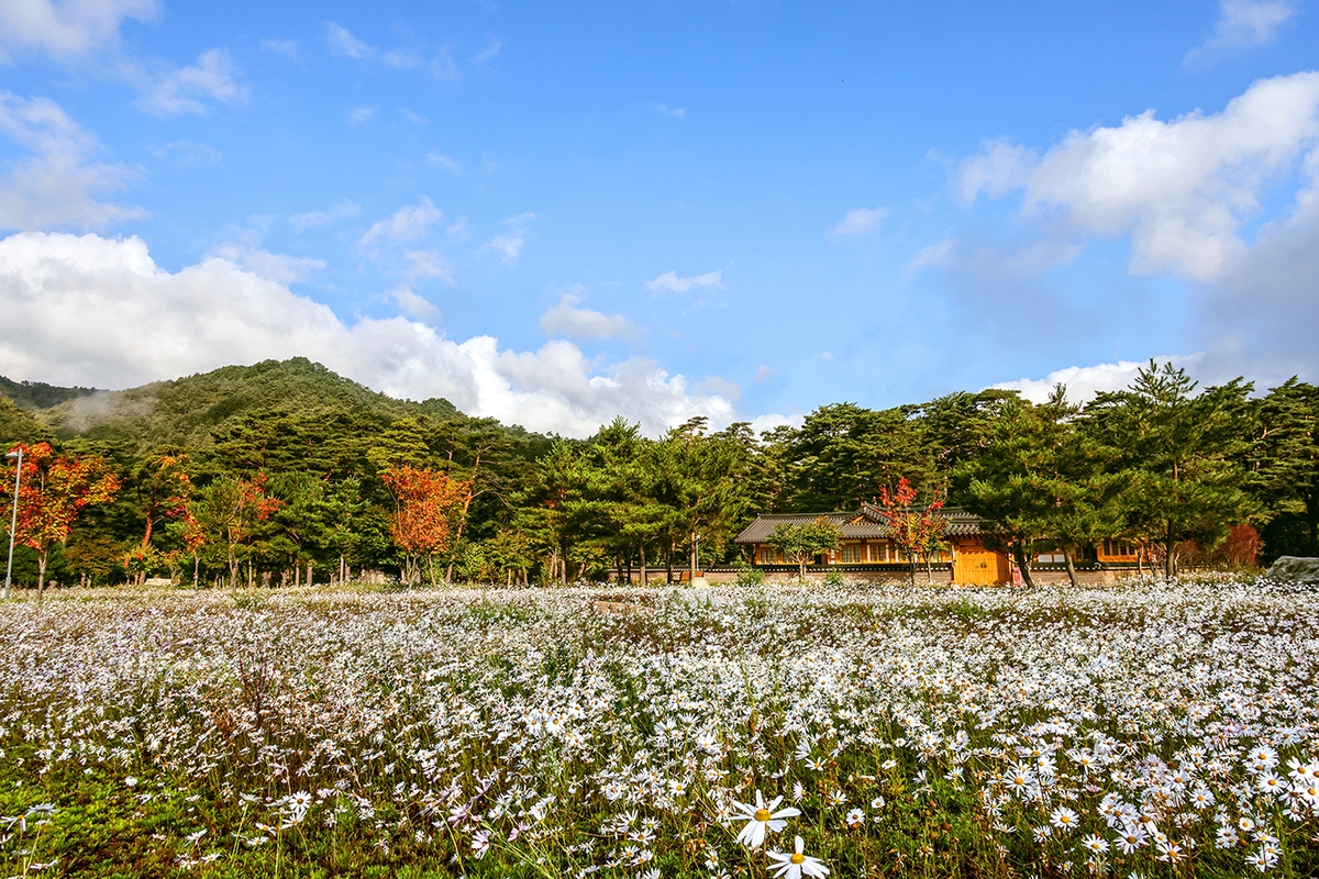 명상마을 구절초[사진/백승렬 기자]