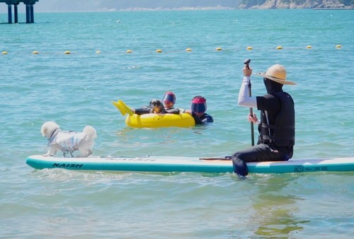 거제 댕수욕장에서 반려견과 함께 해수욕