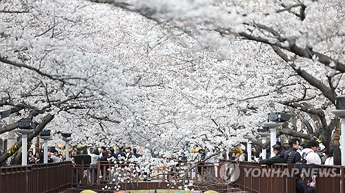 벚꽃명소 진해 여좌천, 사철 관광지로…공공건축가 머리 맞댄다