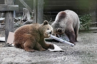 동물원 우리 탈출한 180㎏ 곰 2마리, '꿀 창고'로 직행