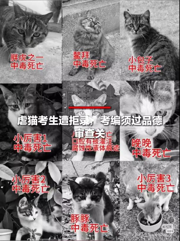 中서 길고양이 학대범 공공기관 채용 취소로 '논란'