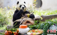 푸바오, 중국서 5살 생일상 받아…'죽순 콘' 먼저 맛봐