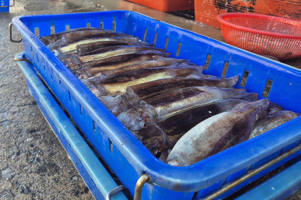 제주도보다 비싼 울릉도 물가…3일 여행에 100만원 훌쩍