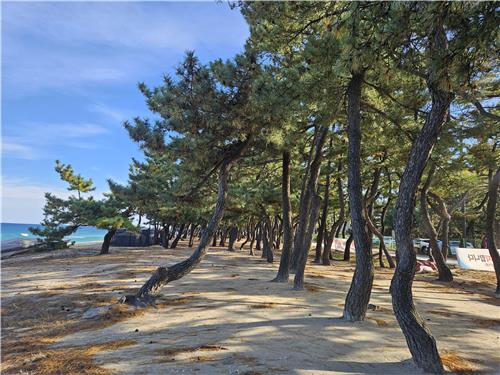 강릉 해안 송림