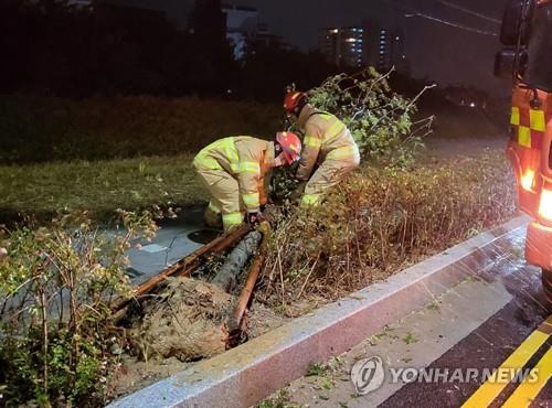 La foto, proporcionada por las autoridades contra incendios, muestra a bomberos tendiendo un árbol, el 19 de septiembre de 2022, que cayó como consecuencia del tifón Nanmadol en Ulsan. (Prohibida su reventa y archivo)