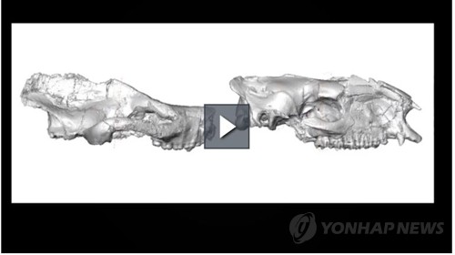 팔레오세 포유류와 에오세 포유류의 두개골 및 두뇌 비교 영상