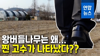 [영상] 밭 갈아엎고 왕버들나무 심은 LH 직원…"선수 아니면 못할 일"