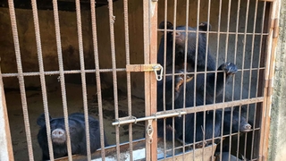 2026년부터 곰 사육 금지…철장 갇힌 곰 비극 끝날까