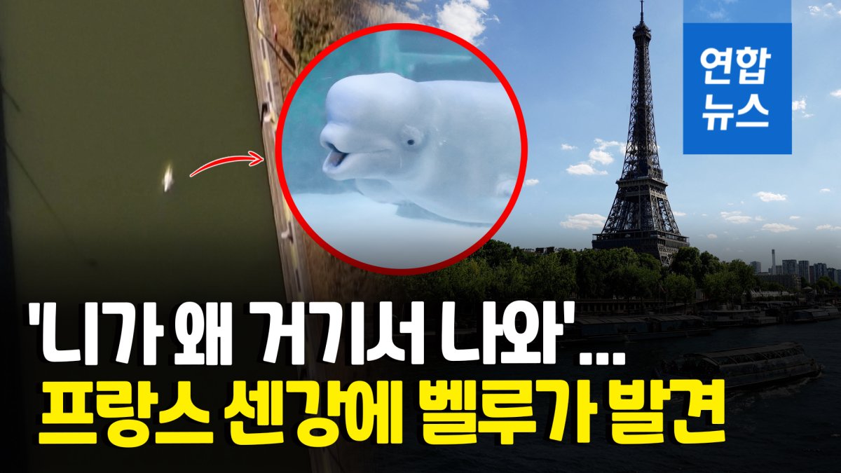 [영상] 북극해 서식 벨루가가 프랑스 센강에…"영양 실조"