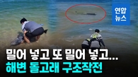 [영상] 밀어 넣으니 또…강원 고성 해변서 밀려나온 돌고래 돌려보내